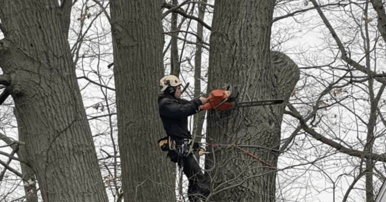 Choosing the Right Tree Trimming Company: A Complete Guide to Safe and Professional Tree Care