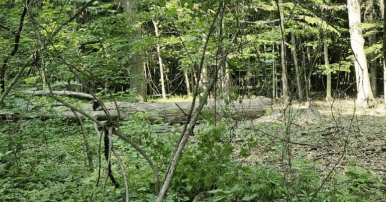 Expert Tree Removal: Ensuring Safety and Efficiency for Your Property