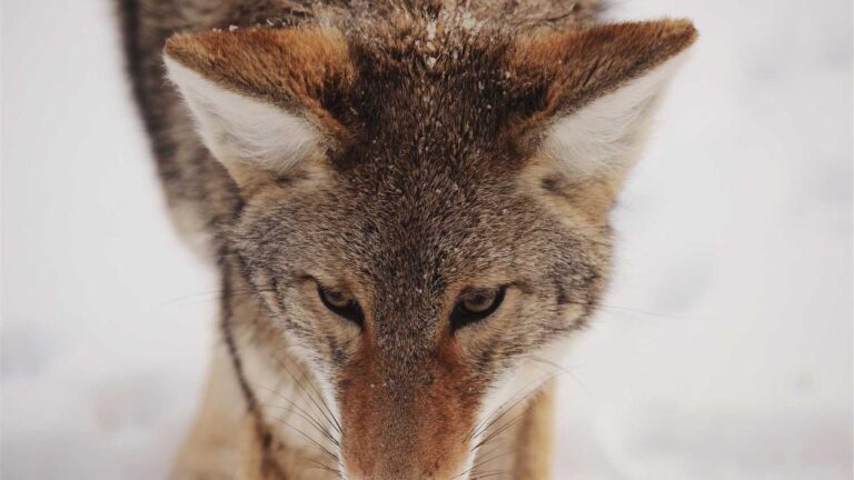 How Secure Is 11Xplay Online Id Login India For New Users?